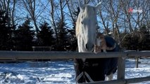 La tierna amistad entre un gato y un caballo que enamora a miles en TikTok