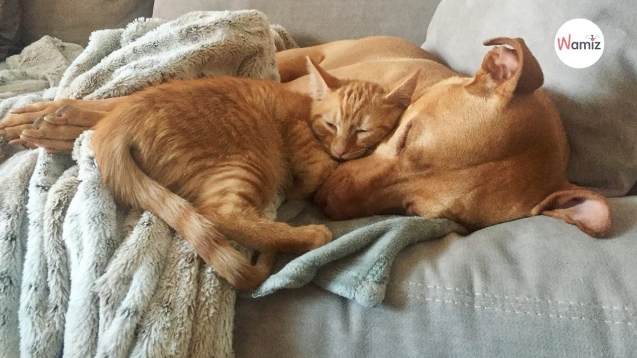 Kätzchen stupst riesigen Pitbull und muss mit den Folgen leben (Video)