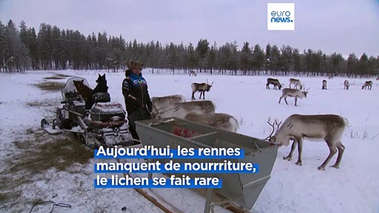 Les rennes ont impact positif sur le changement climatique