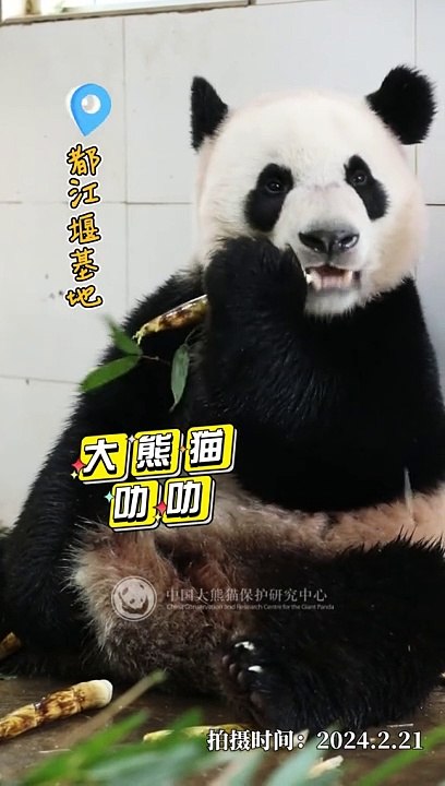 giantpandalelesingapore