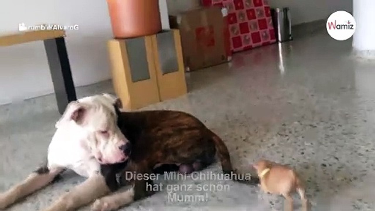Kleiner Chihuahua zieht großer Bulldogge am Schwanz: Dann wird es ihr zu bunt!