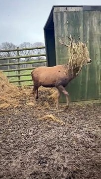 Red Deer Stag In His Emo Era
