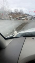 Cute Ermine Hitches a Ride