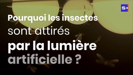 Pourquoi les insectes sont attirés par la lumière artificielle ?