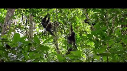 Chimpanzés Bande-annonce (DE)