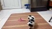 My Scottish Fold Kitten Plays with Toy By Himself - Cutest Kitten Ever!!