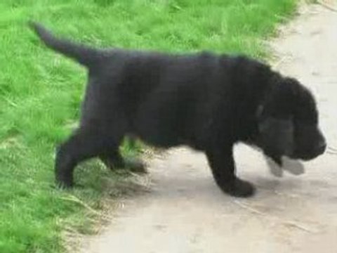 Labradors du Taillis Madame