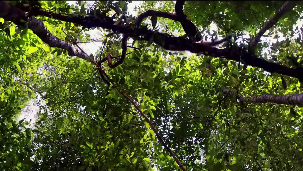 Amazonia (2013) - Bande annonce
