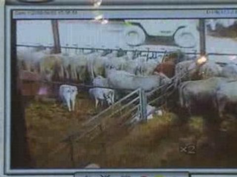 Nicolas Spirito, Agri vidéo system'