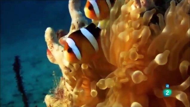 Tierra de Catástrofes | Documental completo | Tsunami | Volcán