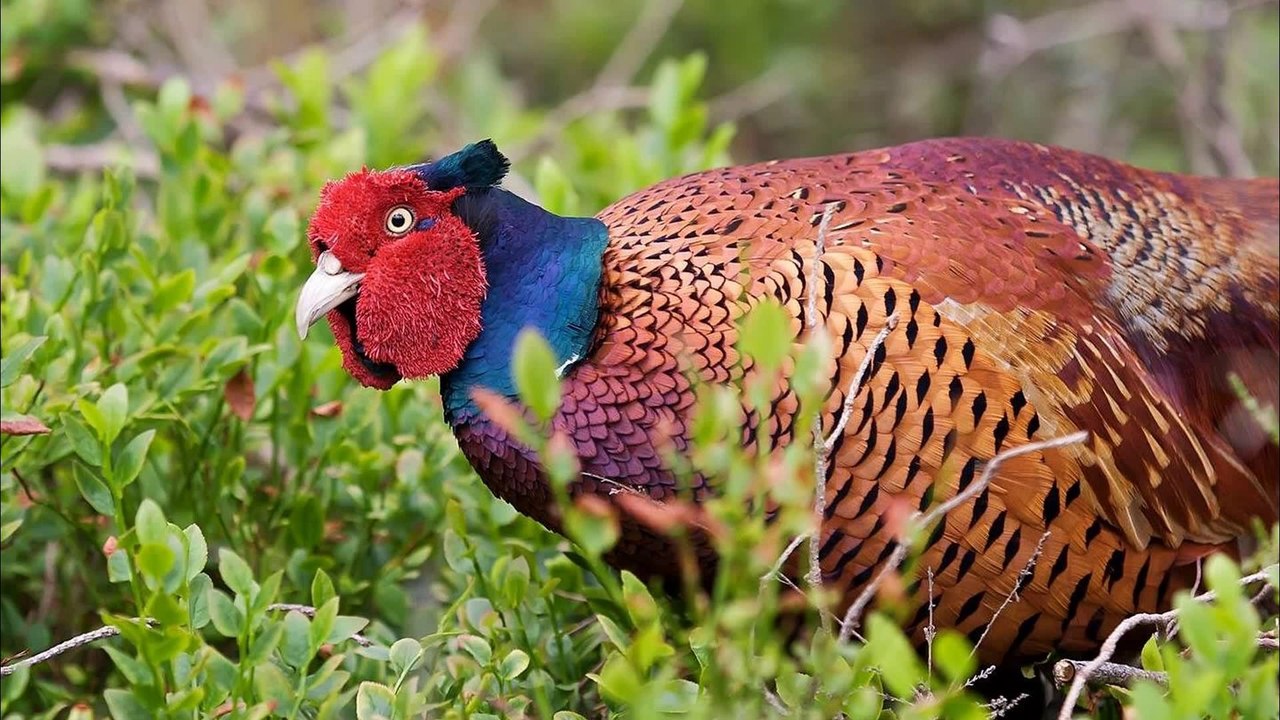 Hunting Colchis Pheasant (Phasianus Сolchicus) Bulgaria (Part-1)