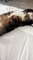 Cat Lays On His Back Exposing His Belly