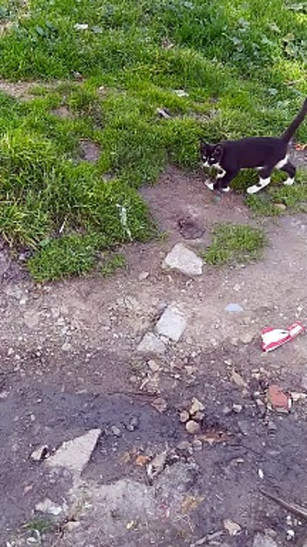 Cat #cat #cats #catshorts