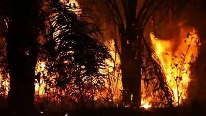 Amazônia Legal registra quase 3 mil incêndios, recorde para o mês de fevereiro