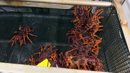 Lobster industry in Port Macdonnell shut down after deadly abalone disease