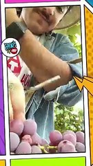 JÁ CONHECE A FESTA DO VINHO de São Roque? Me acompanhe nessa SUPER DICA! - Rolê da Pan