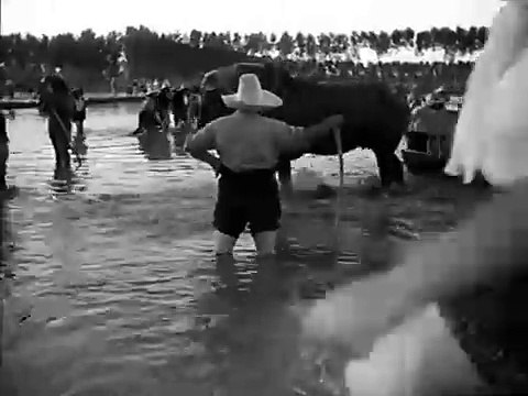 Riz amer Bande-annonce (IT)