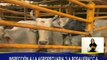 Barinas | Agropecuaria ¨La Rosaliera¨ produjo más de 76 mil toneladas de alimentos entre Ene y Feb