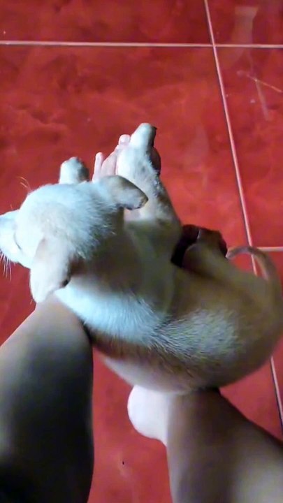 Ep. 2 | Missing my dog 