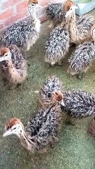 تربيه السمان في المنزل