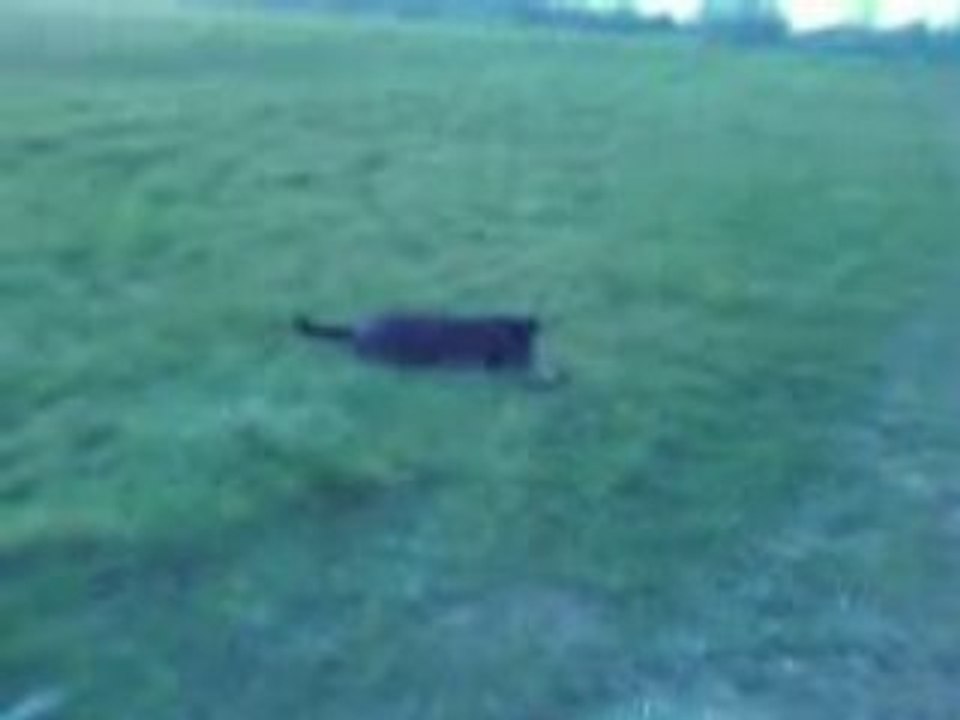 Shadow 1