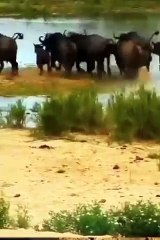 Lions Vs Buffalos Big Fight