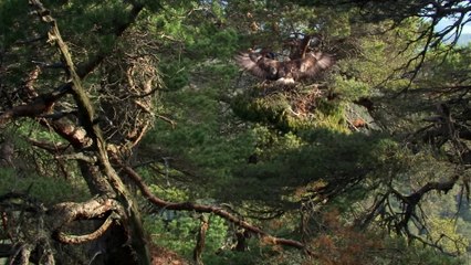 Discover the Stunning Beauty of the Scottish Highlands in 4K 🌄