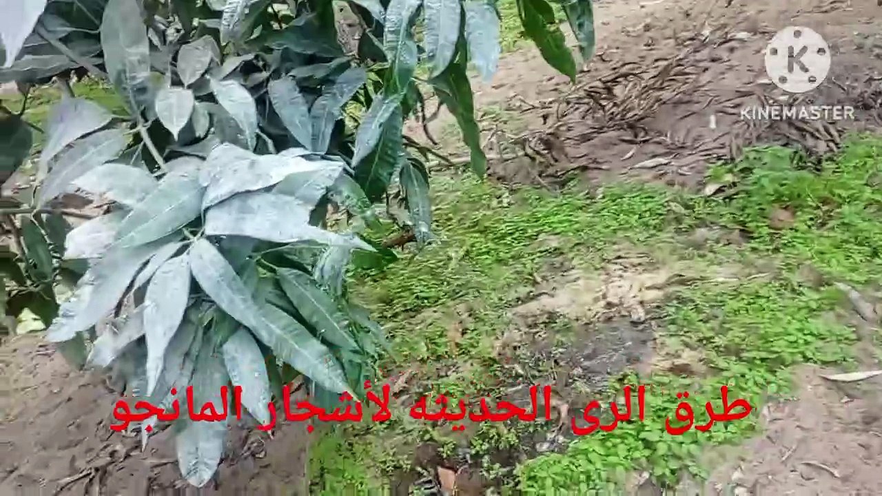 طريقة ري المانجو:  لزيادة الإنتاج والحفاظ على الماء