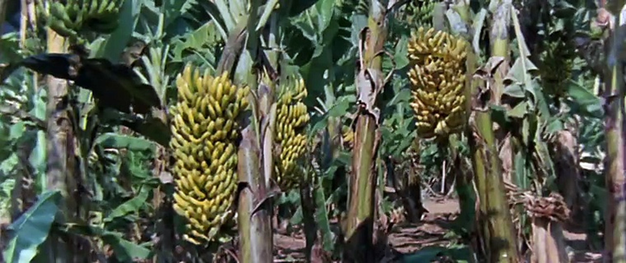 The Gods Must Be Crazy 1980 ‧ Comedy/Adventure