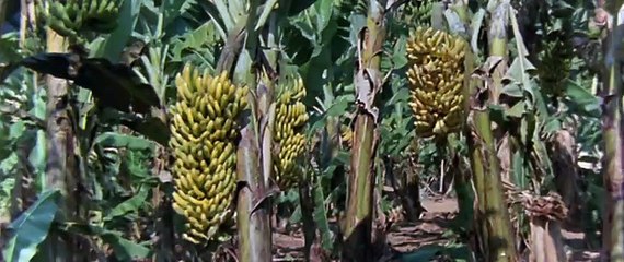 The Gods Must Be Crazy 1980 ‧ Comedy/Adventure