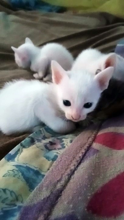 My kittens