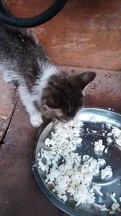 My adopted kitty