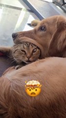 Crazy animals from the internet pt.8