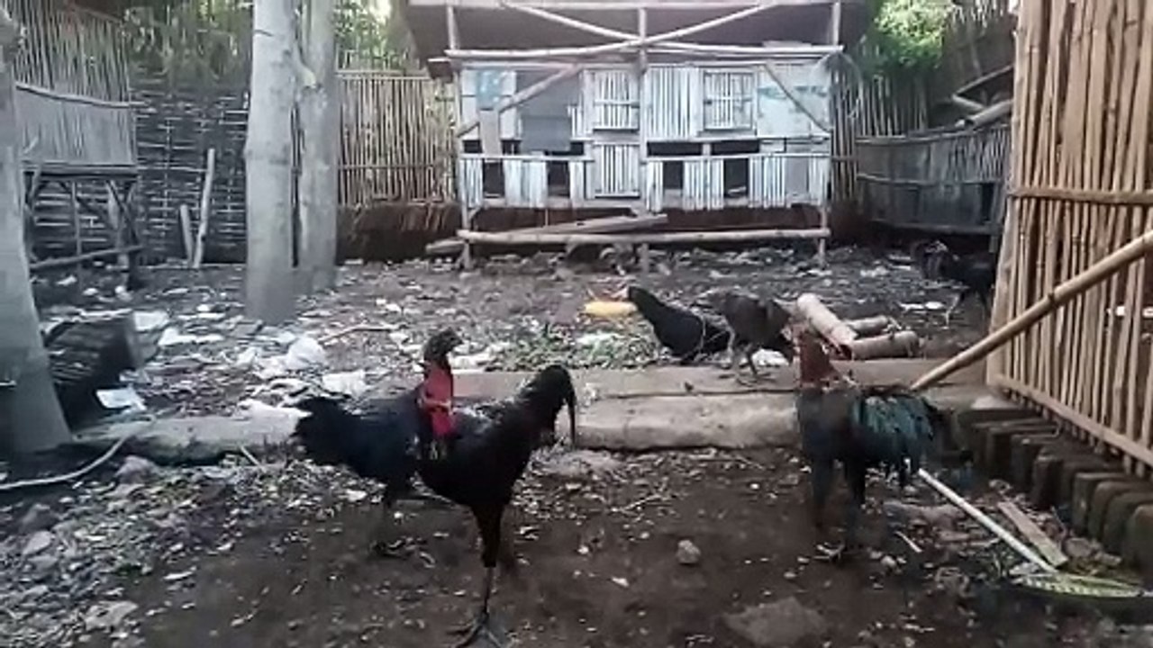 Petualangan ayam mencari makanan