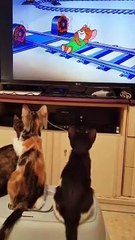 cat Cutest thing you'll see today