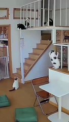 cat Cutest thing you'll see today