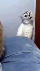 cat Cutest thing you'll see today