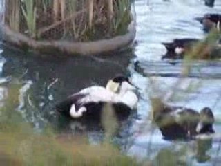 Délire dans le parc