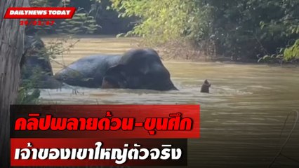 คลิปพลายด้วน-ขุนศึก เจ้าของเขาใหญ่ตัวจริง | DAILYNEWSTODAY เดลินิวส์ 29/02/67