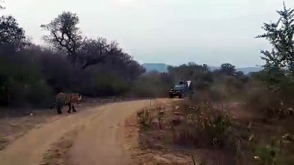 सरिस्का में बाघ आने के कारण जिप्सी करीब आधा किलोमीटर चली बैक गियर में, देखें ये वीडियो
