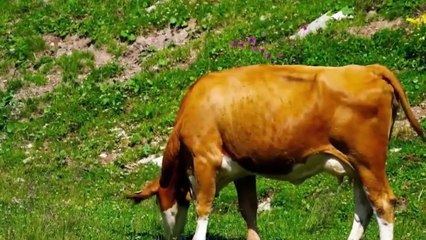 Lợn biển - 'gã khổng lồ' không có kẻ thù dưới đại dương