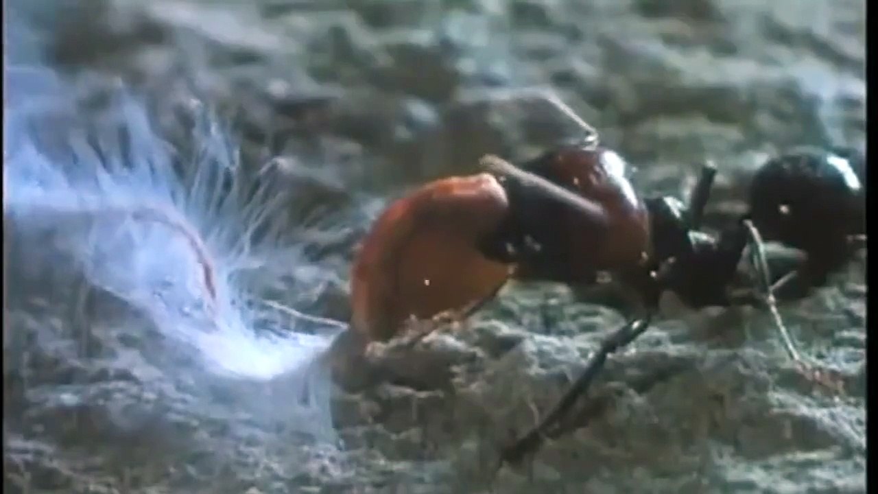 Microcosmos, le peuple de l'herbe (1996) - Bande annonce - Vidéo ...