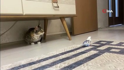 Muhabbet kuşu ve kedinin dostluğu görenleri şaşırtıyor