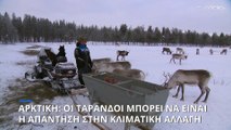 Αρκτικός κύκλος: Οι τάρανδοι μπορεί να είναι η απάντηση στην κλιματική αλλαγή