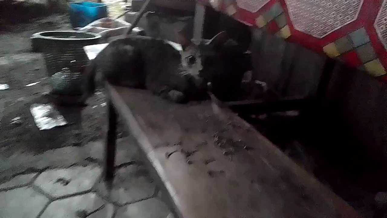 baby cat