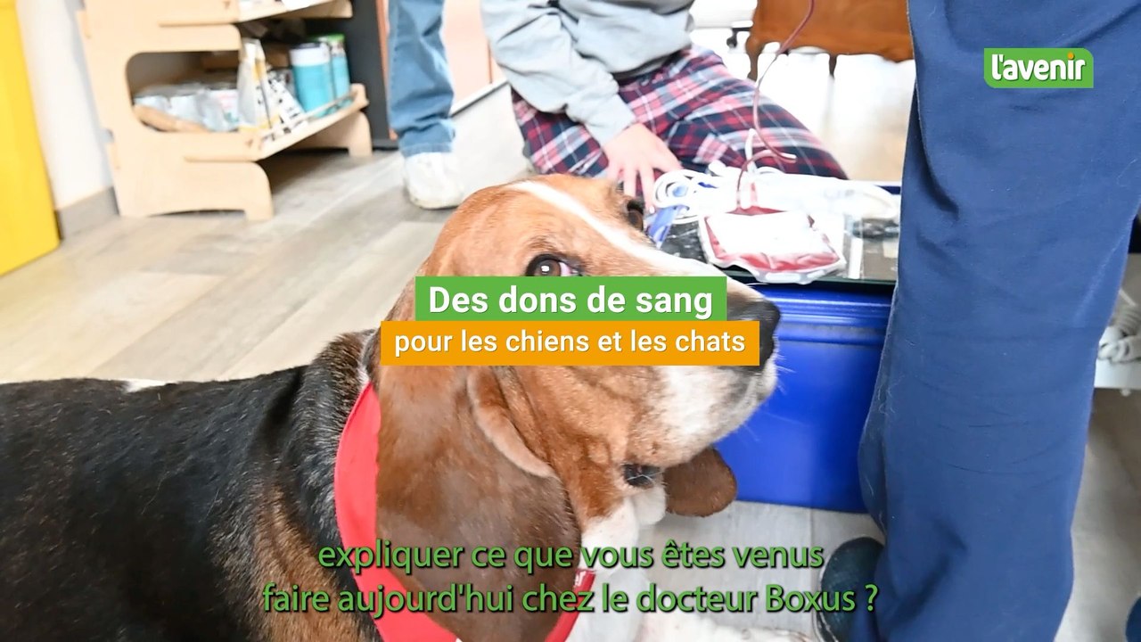 À Braives, Gustave et Maurice ont donné leur sang pour les autres chiens: "Avec une poche, on peut aider 3 ou 5 chiens"