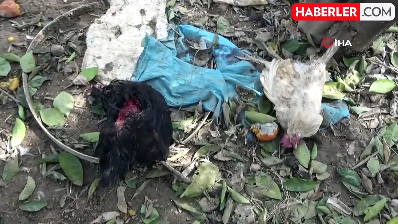 Kümesteki tavukları telef eden başıboş köpekleri kamerada