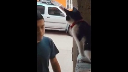 Un chat qui sait recevoir