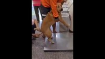 Ce chien va détester le veterinaire pour toute sa vie