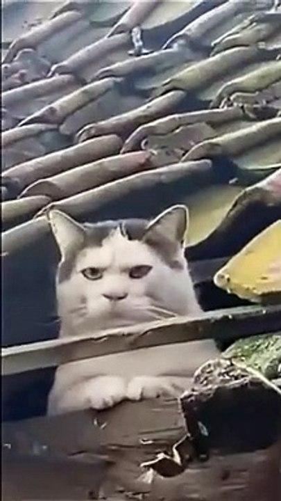 Ce chat n'a pas l'air très amical